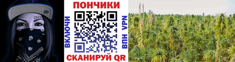 Марихуана сатива  Купить где  Будённовск 